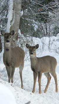 Deer